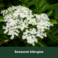 Seasonal Allergies (5) blog header for website